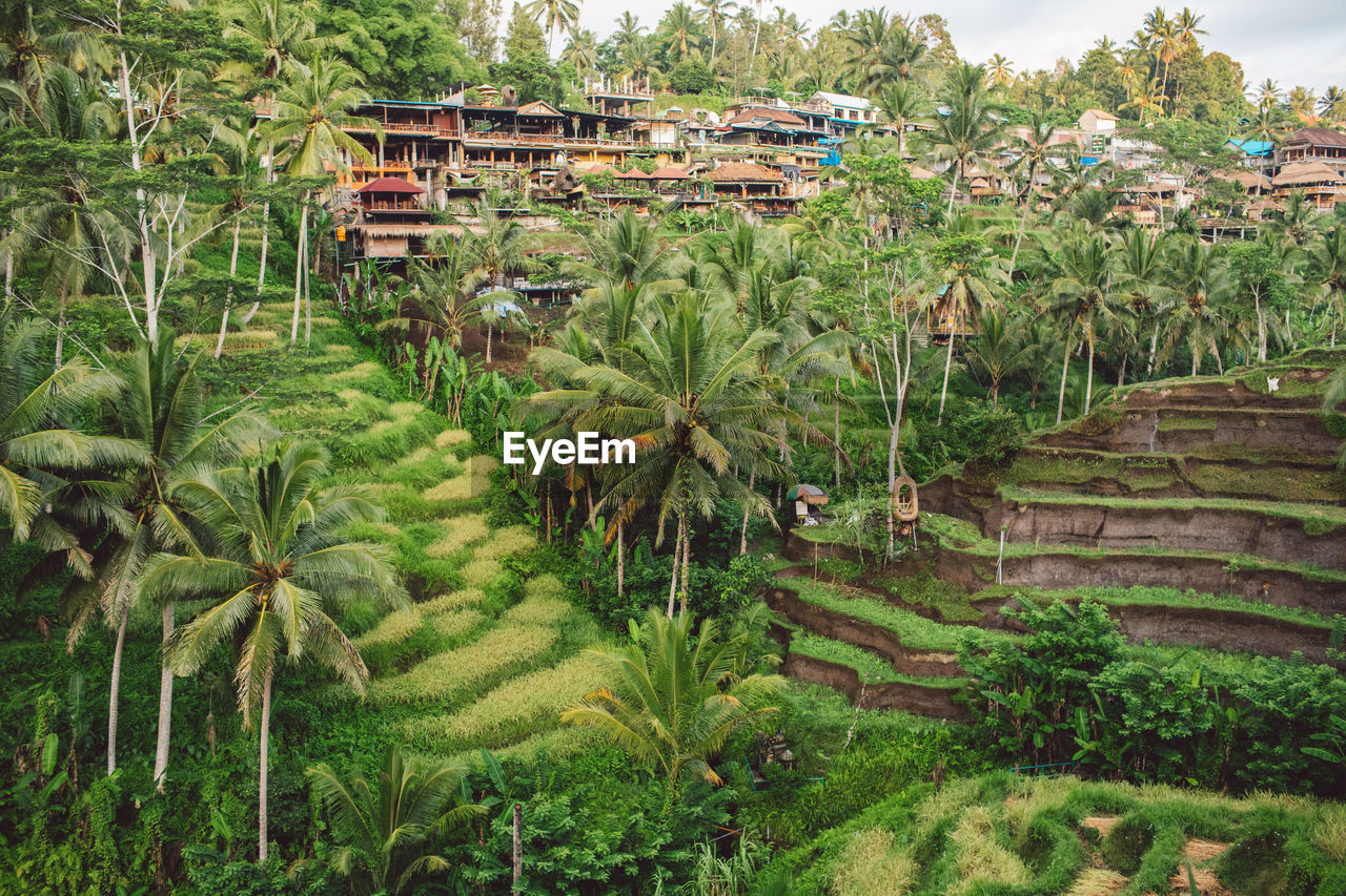 High angle view of palm trees on field