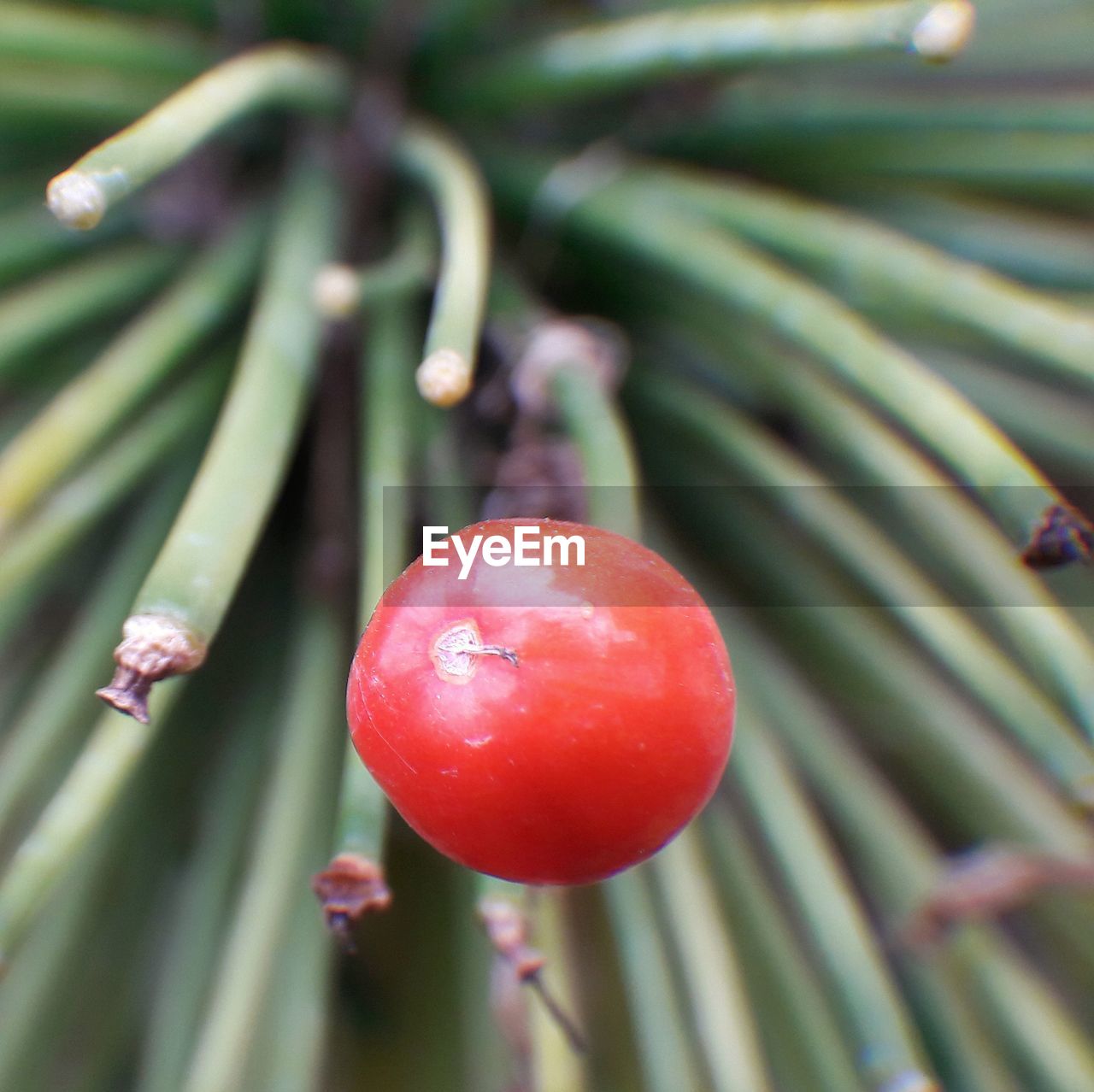 CLOSE-UP OF CHERRIES ON PLANT