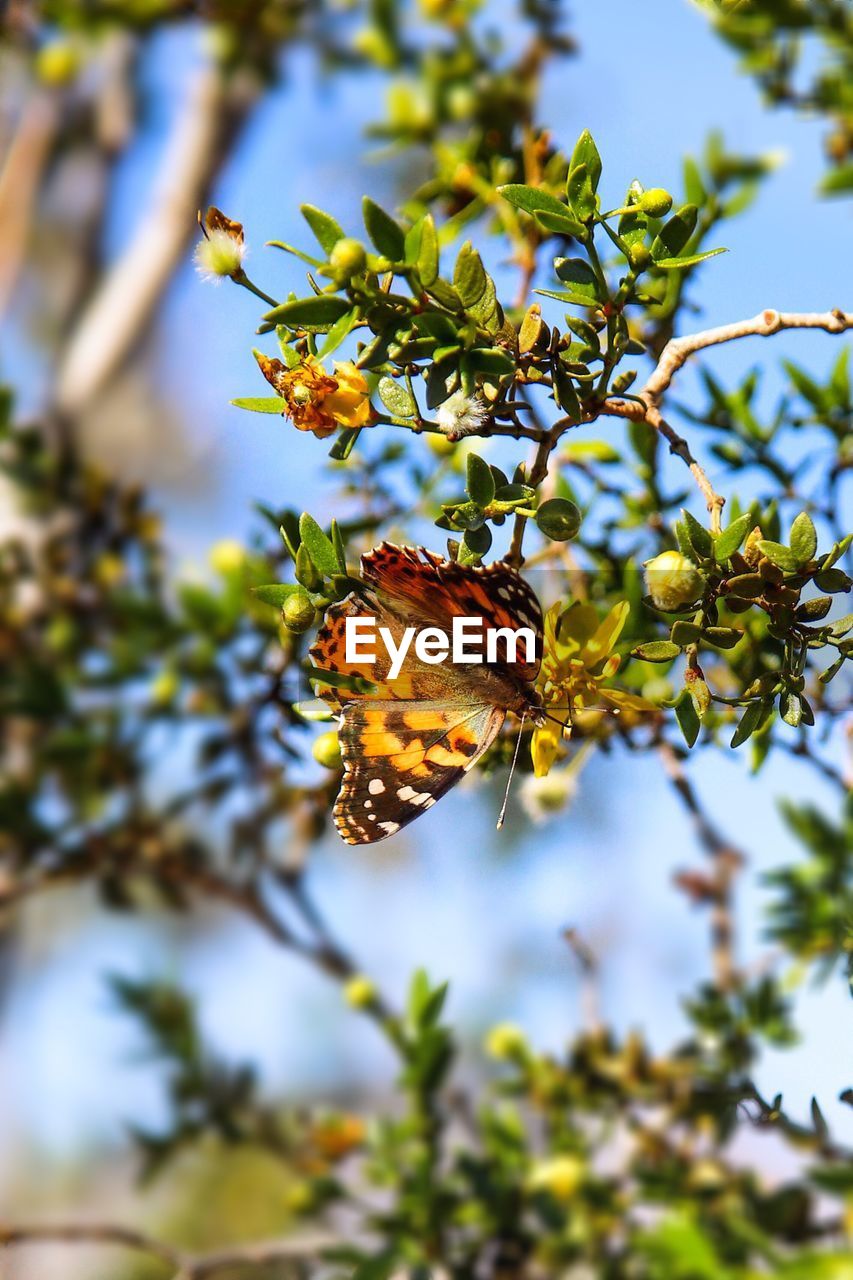 LOW ANGLE VIEW OF BUTTERFLY ON FLOWER