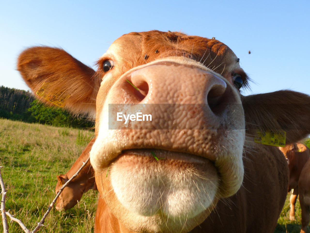 Close-up of cow on field