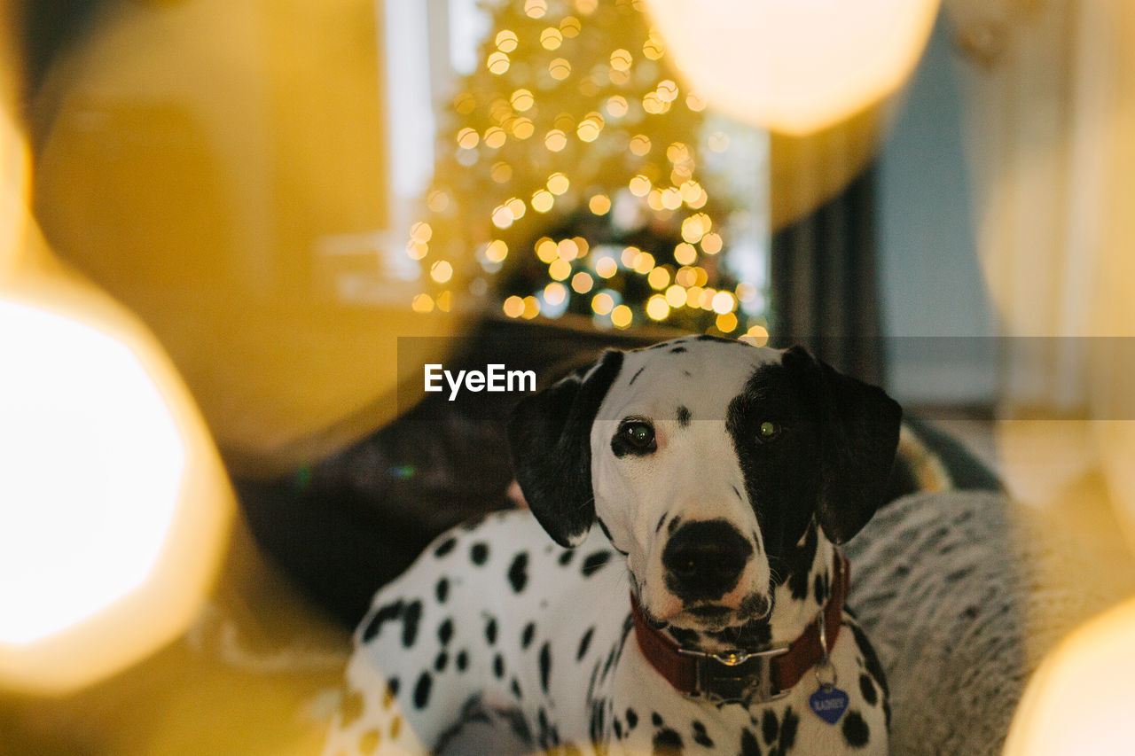 Portrait of dog with bright artistic lighting 