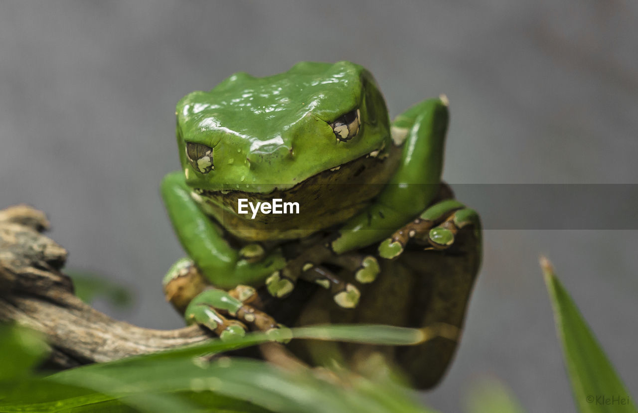 CLOSE-UP OF FROG