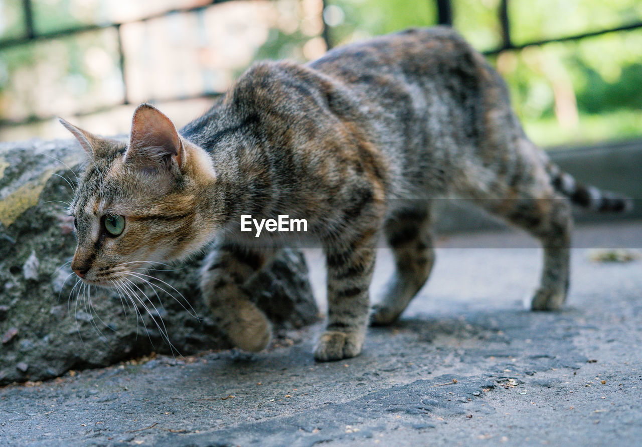 Close-up of a cat looking away