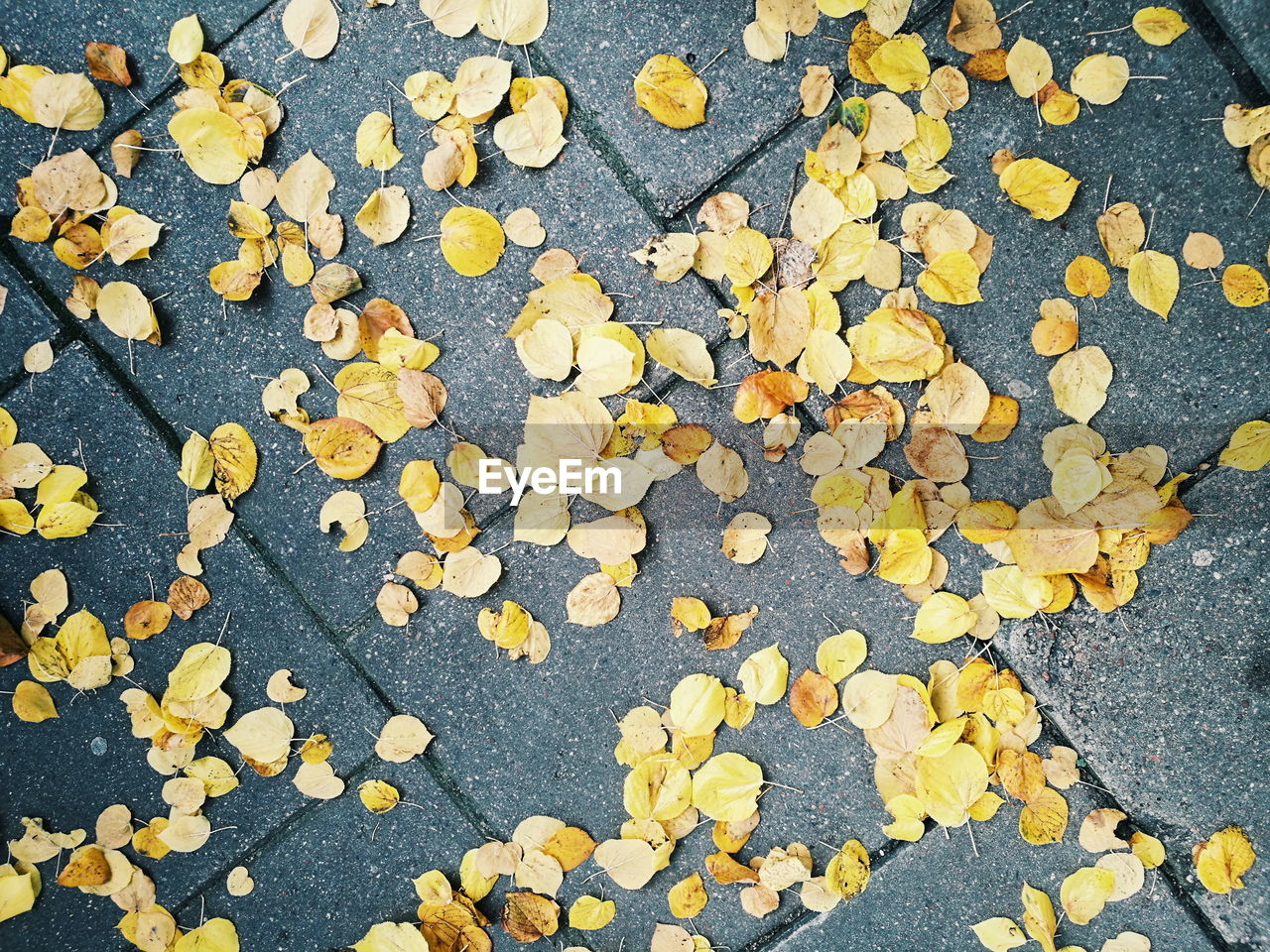 CLOSE-UP OF YELLOW AUTUMN LEAF ON CONCRETE SURFACE