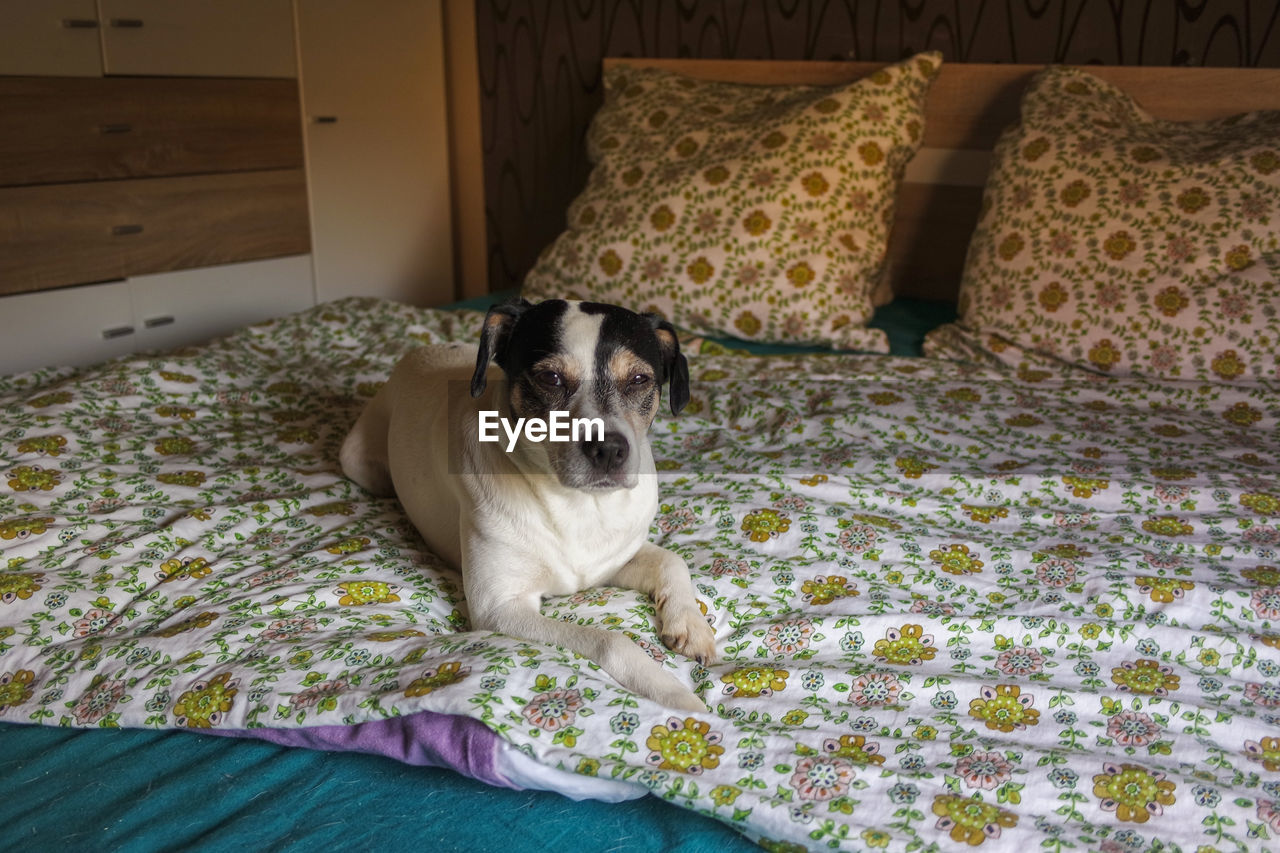 PORTRAIT OF DOG LYING DOWN ON BED