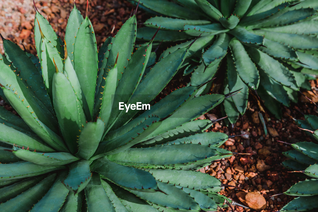 High angle view of succulent plant on field