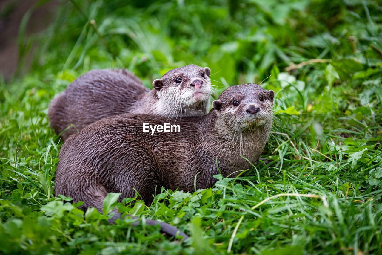 Two oriental short-clawed otters looking at the camera.