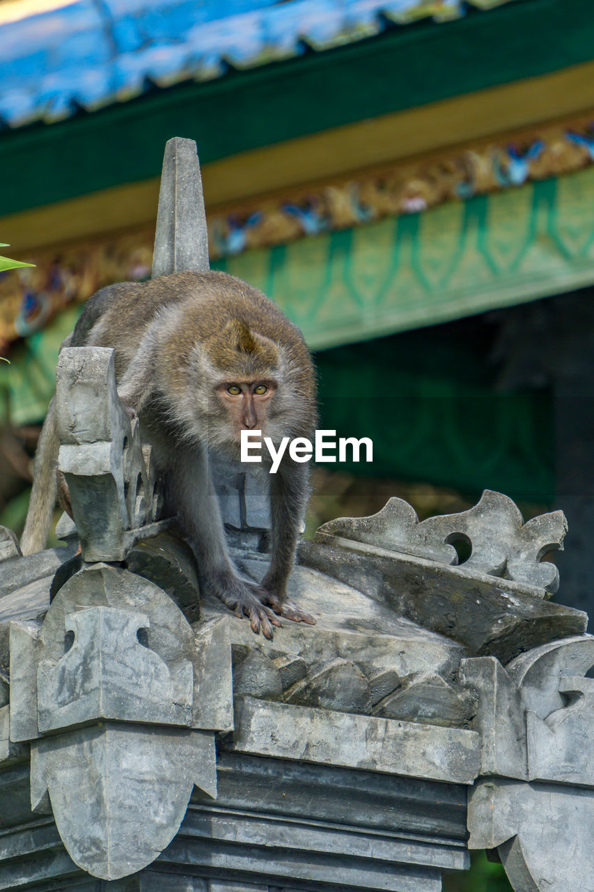 Monkey on the roof of a balinese temple