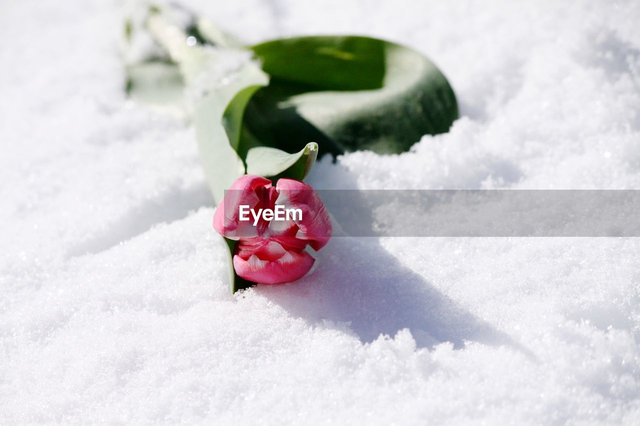 Close-up of rose in snow