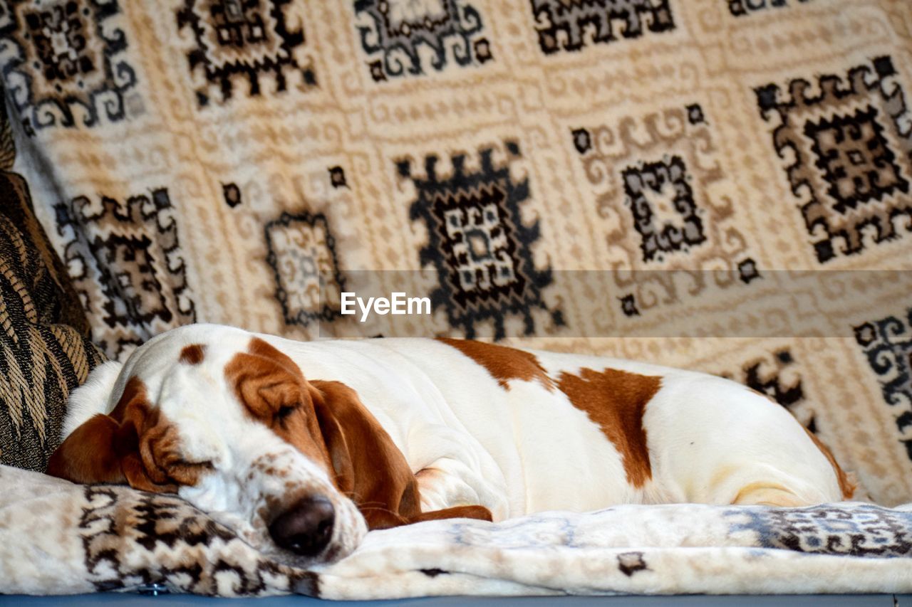 Basset hound sleeping