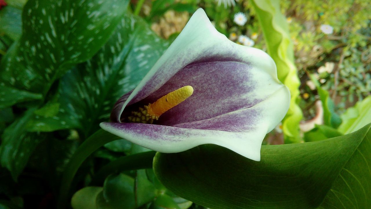 CLOSE-UP OF PURPLE FLOWER ON PLANT