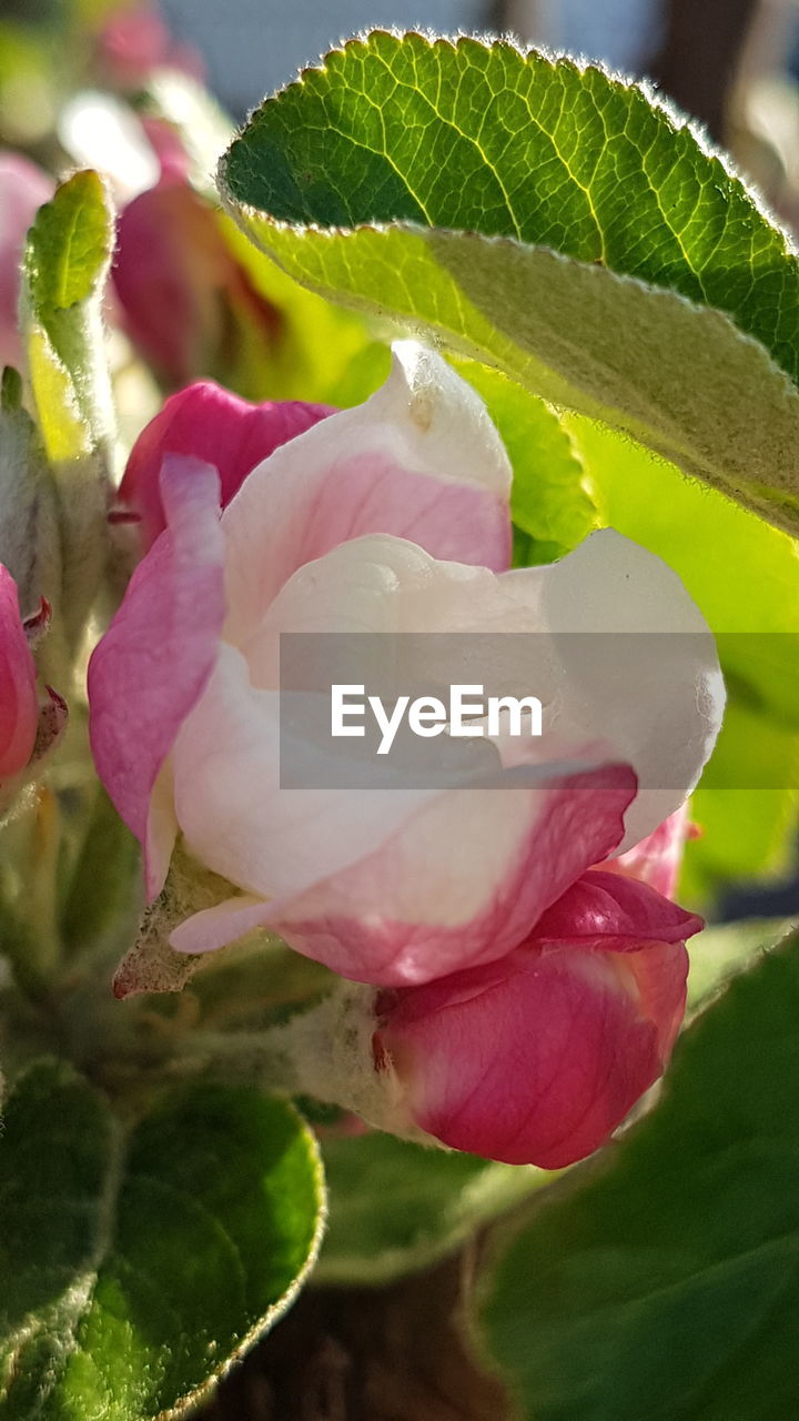 CLOSE-UP OF PINK FLOWERS