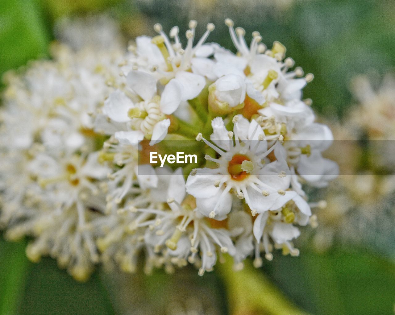 Close-up of flowers blooming outdoors