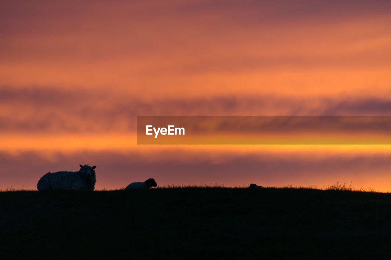 Scenic view of silhouette field against orange sky