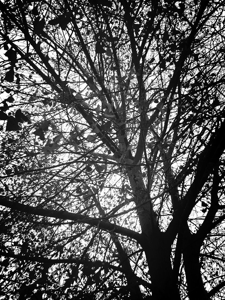 Low angle view of bare trees against sky