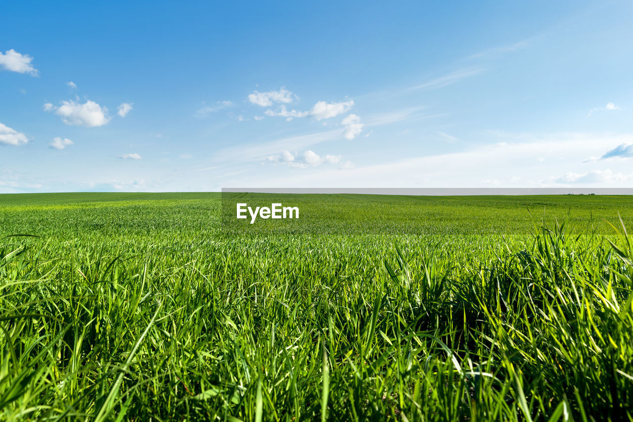 SCENIC VIEW OF AGRICULTURAL FIELD