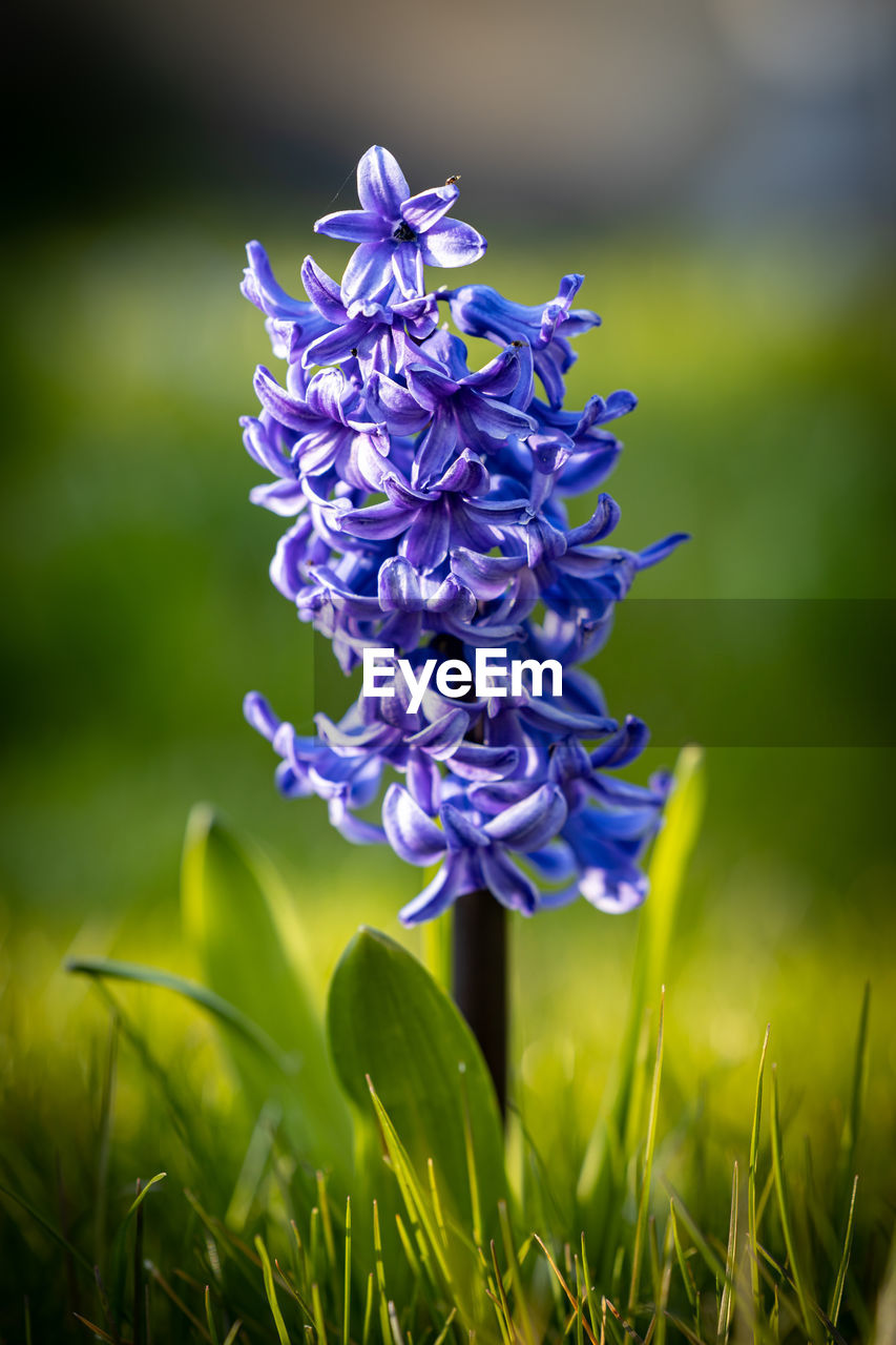 Close-up of purple flowering plant in field