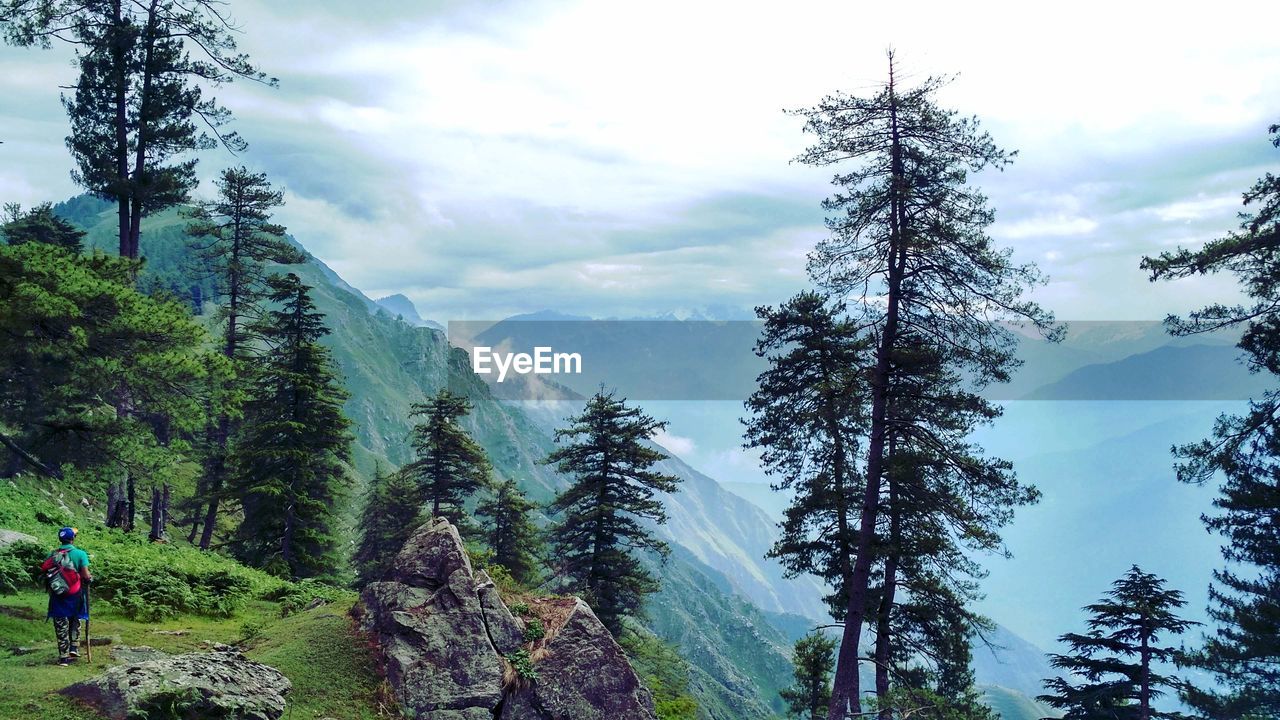 Pine trees in forest against sky