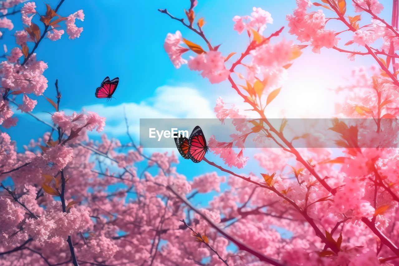 plant, flower, beauty in nature, flowering plant, tree, cherry blossom, springtime, blossom, pink, nature, fragility, sky, butterfly, freshness, spring, branch, growth, cherry tree, no people, petal, outdoors, animal themes, animal, low angle view, blue, day, animal wildlife, sunlight, flying