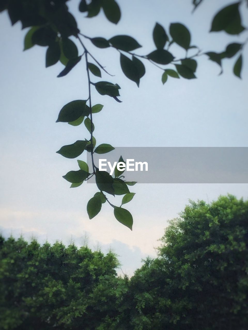 LOW ANGLE VIEW OF PLANTS AGAINST SKY