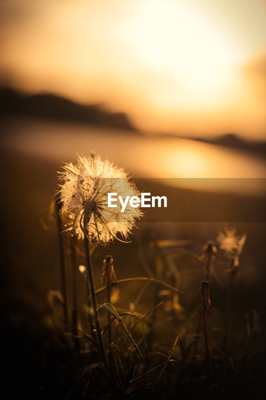 plant, beauty in nature, sunlight, flower, sunset, nature, sky, flowering plant, freshness, fragility, focus on foreground, tranquility, land, light, no people, growth, close-up, field, landscape, wildflower, dandelion, macro photography, grass, outdoors, environment, dusk, scenics - nature, sun, back lit, leaf, tranquil scene, plant stem, water, reflection, rural scene, flower head, silhouette, summer, cloud, inflorescence, yellow, selective focus, meadow, evening, darkness, softness, plain, copy space, twilight, springtime, seed
