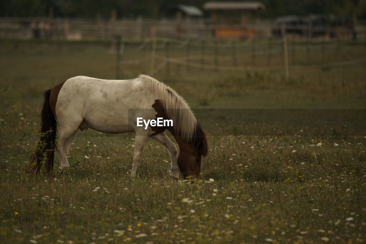 Horse standing on field