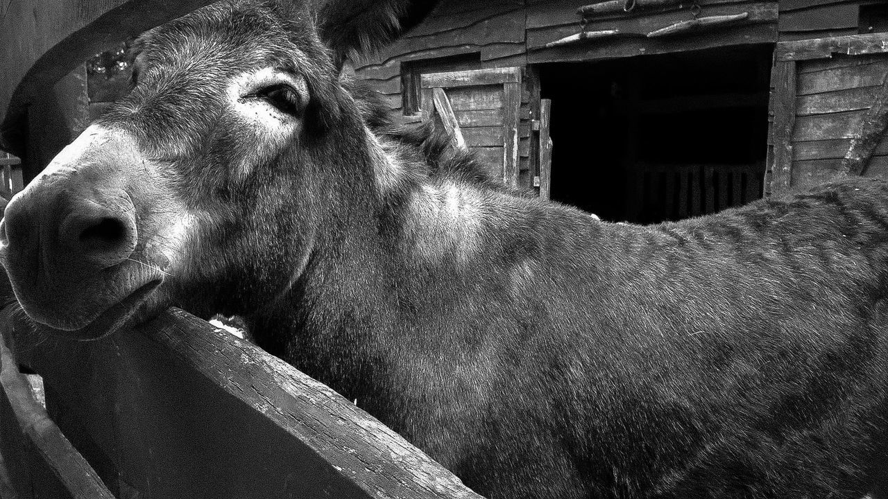 animal, mammal, animal themes, vertebrate, one animal, livestock, domestic animals, domestic, pets, animal wildlife, no people, horse, herbivorous, day, animal body part, architecture, close-up, built structure, stable, outdoors, animal head