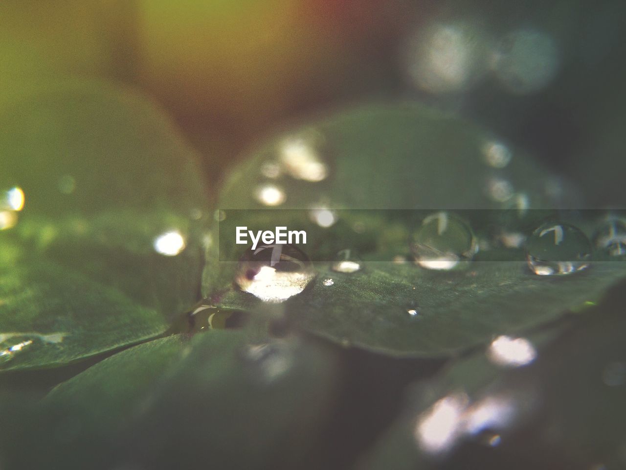 CLOSE-UP OF WATER DROPS ON LEAF