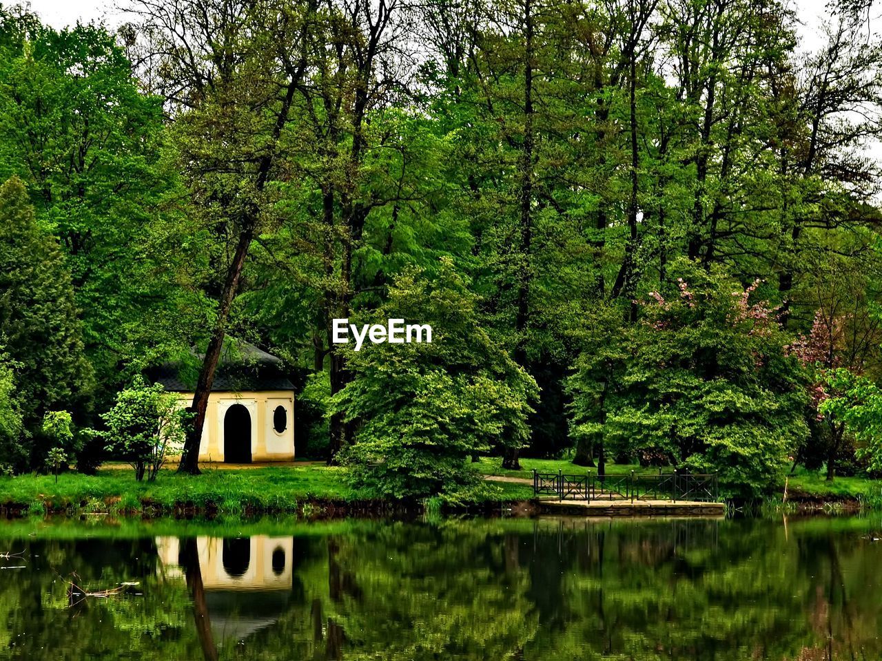 TREES AND PLANTS IN LAKE