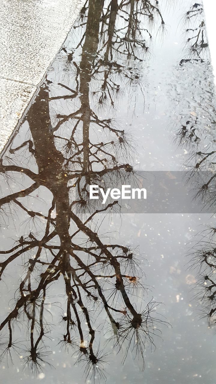 CLOSE-UP OF BARE TREE DURING WINTER