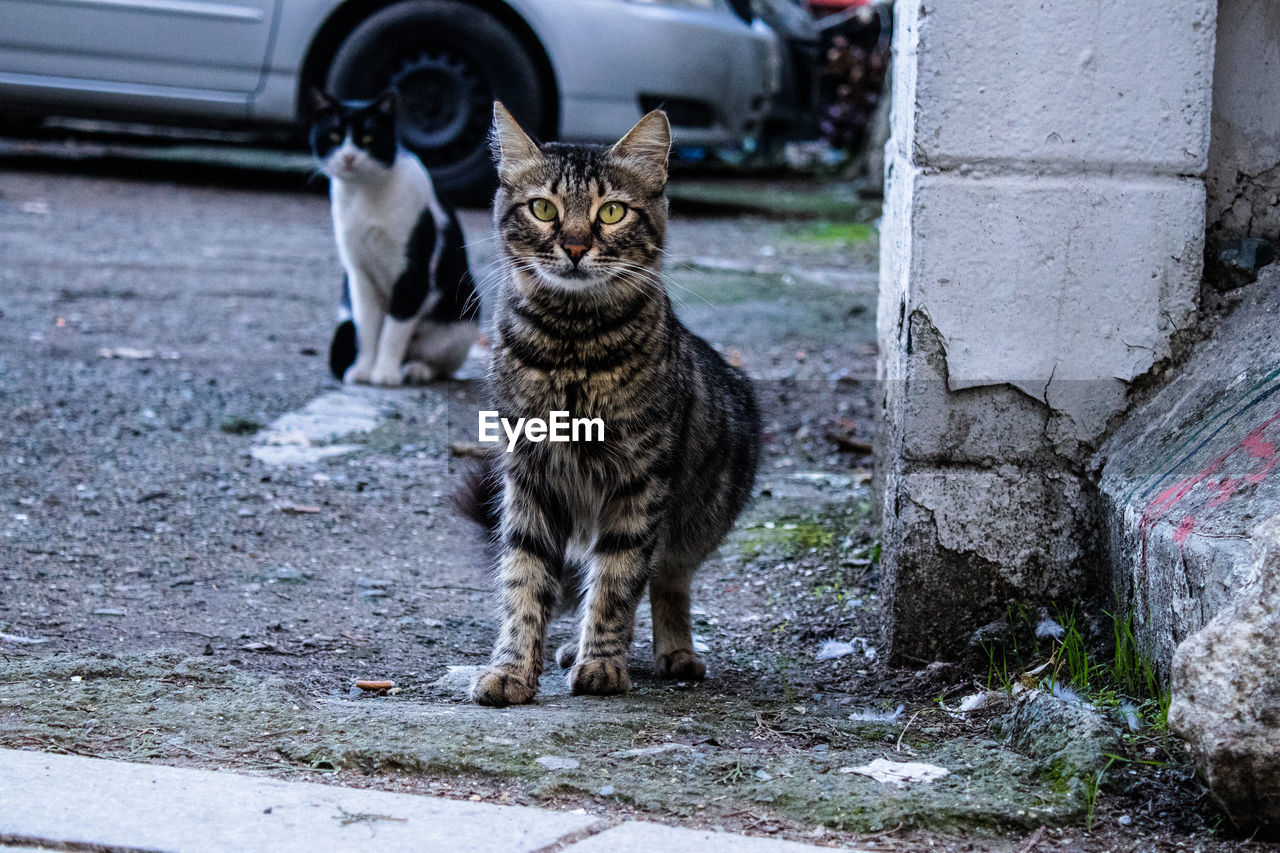 animal, animal themes, mammal, pet, cat, domestic animals, feline, domestic cat, one animal, car, vehicle, small to medium-sized cats, felidae, street, city, portrait, looking at camera, no people, land vehicle, wheel, transportation, sitting, carnivore, motor vehicle, day, whiskers