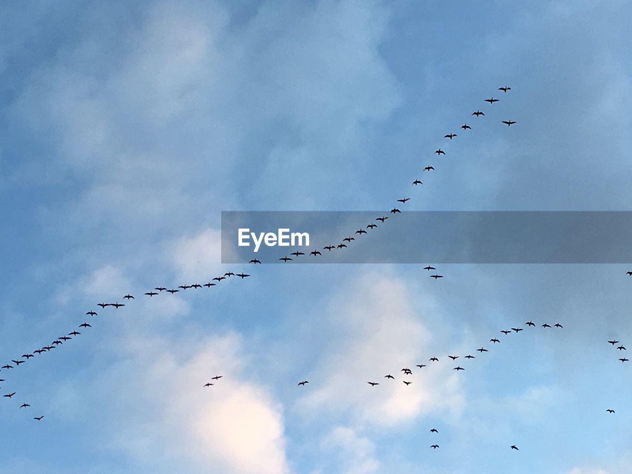 Low angle view of birds flying against sky