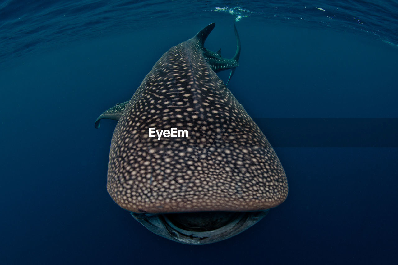 Whale shark swimming in sea