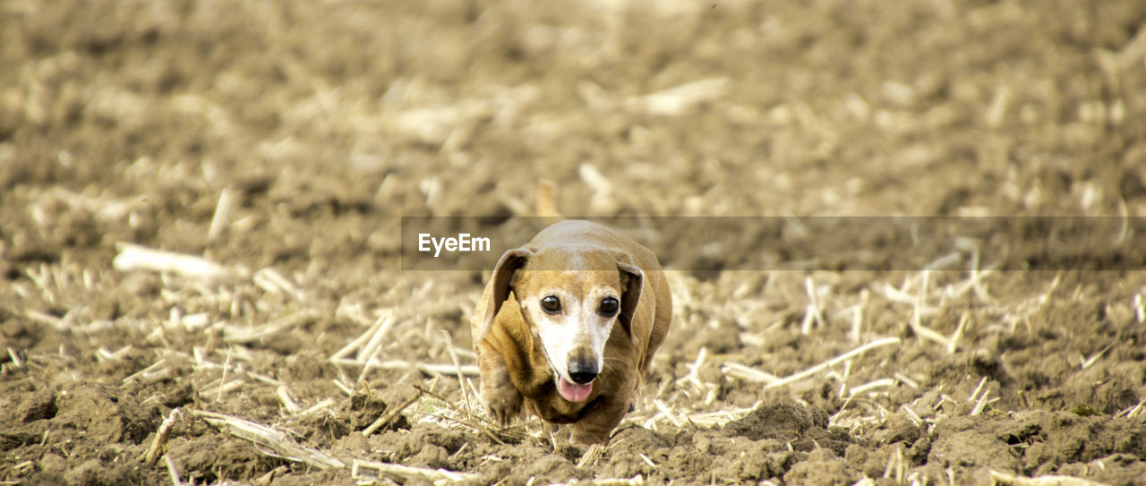 PORTRAIT OF A DOG ON DIRT ROAD