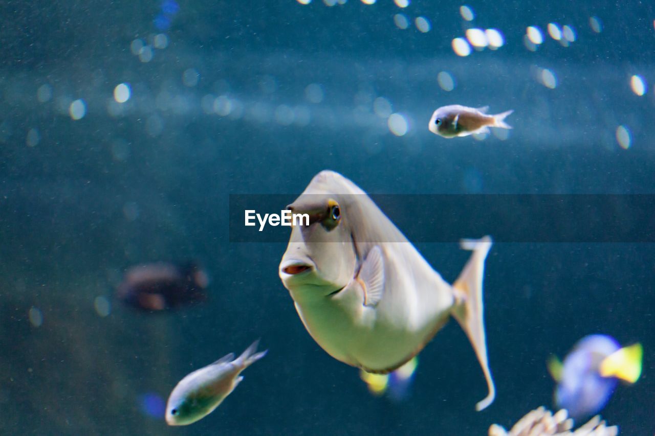 CLOSE-UP OF FISH UNDERWATER IN AQUARIUM