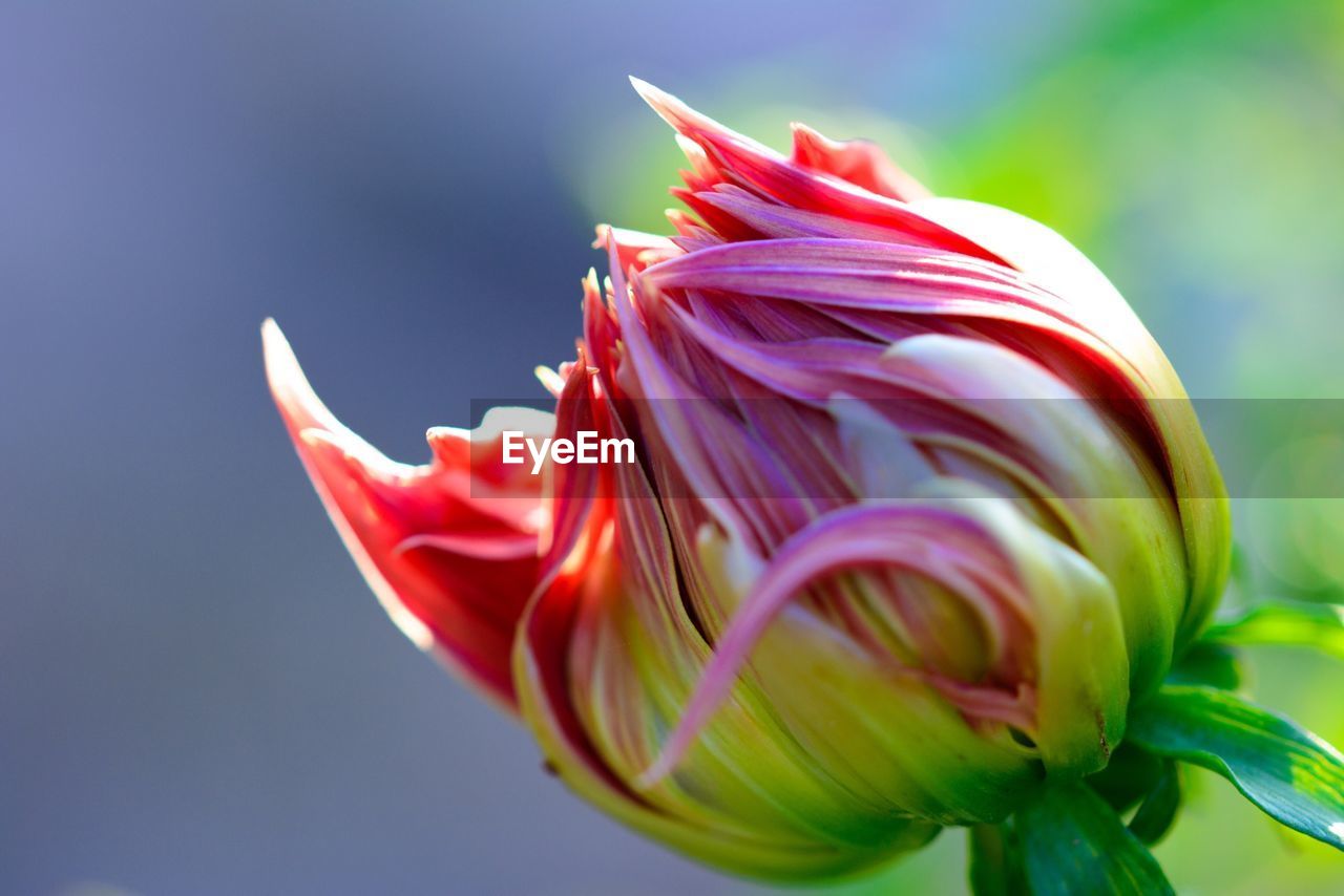 Close up of flower bud