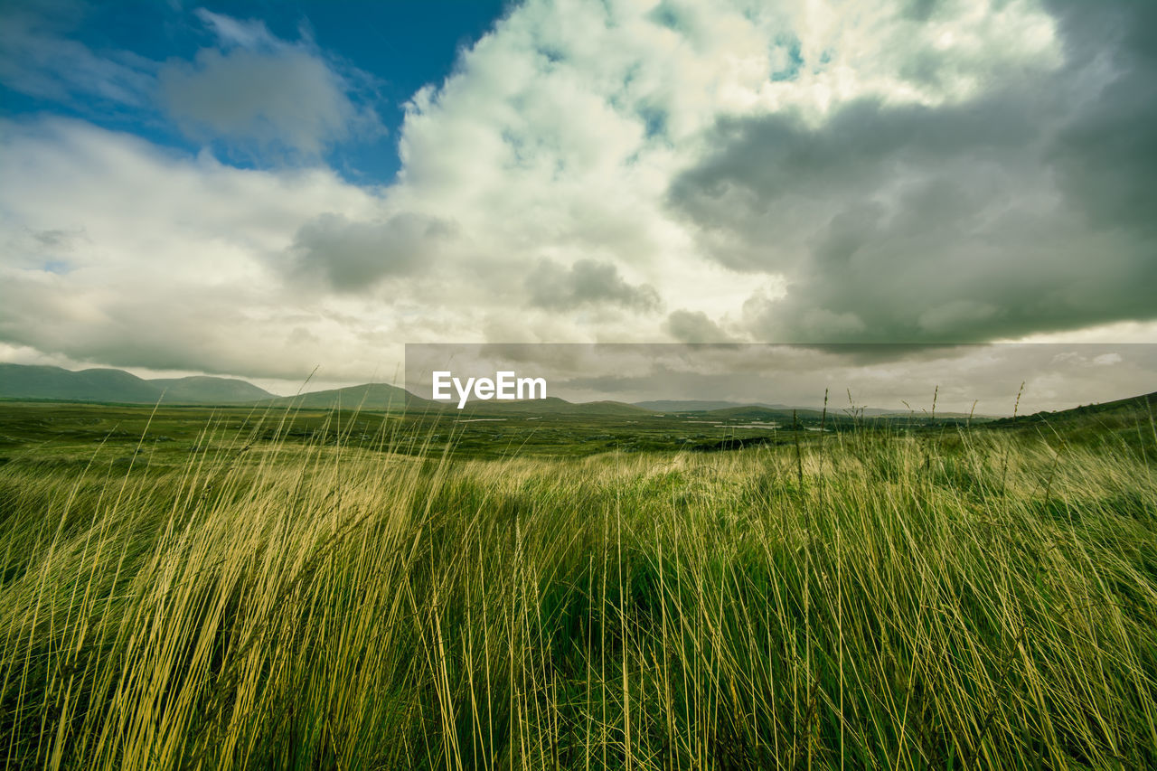 Scenic view of wheat field against sky