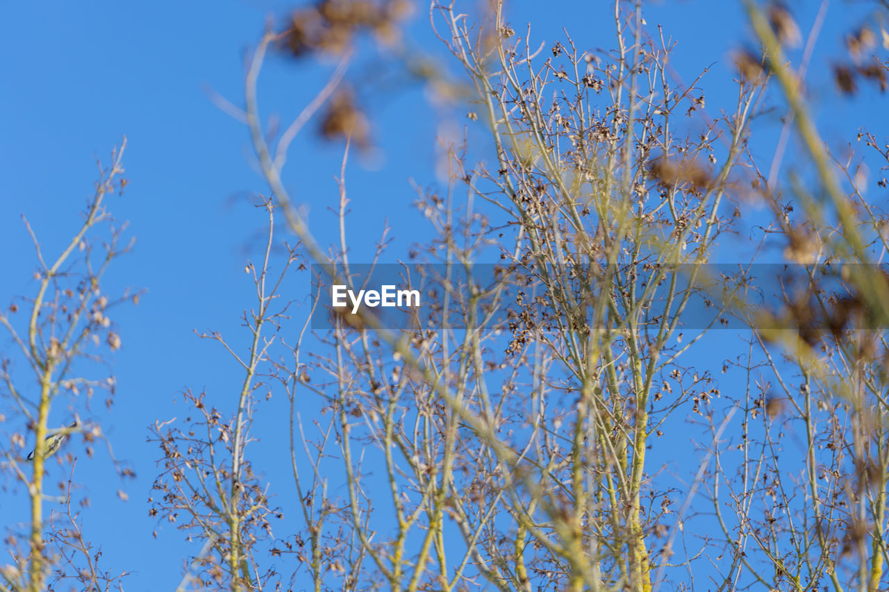 LOW ANGLE VIEW OF PLANTS AGAINST BLUE SKY