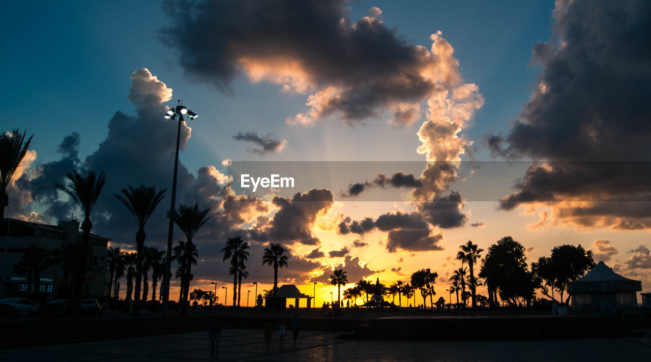 PANORAMIC VIEW OF TREES AT SUNSET