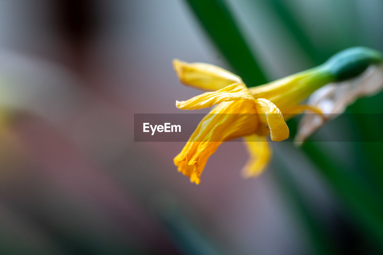 Close-up of yellow withered daffodil