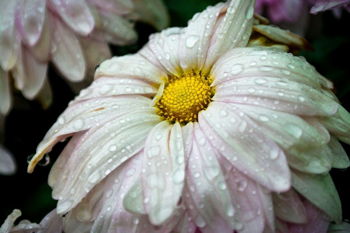 CLOSE-UP OF WATER LILY BLOOMING IN POND