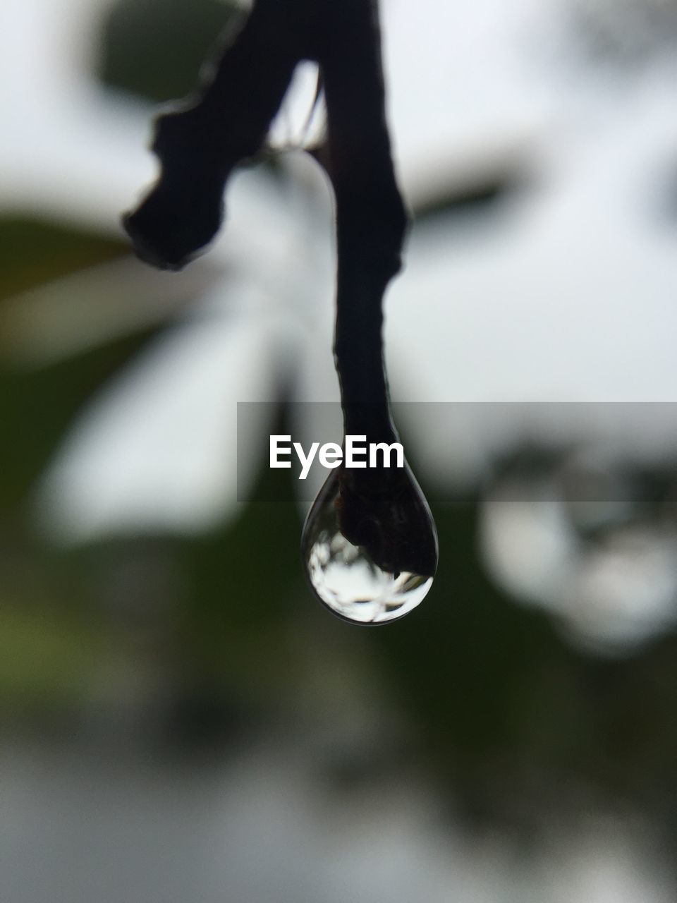 CLOSE-UP OF WATER DROPS ON PLANT