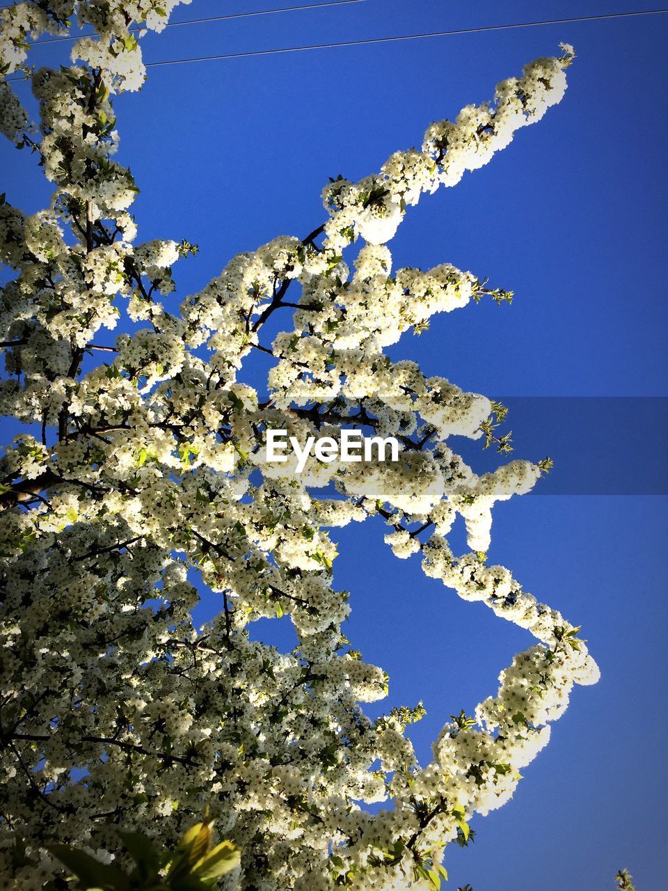 LOW ANGLE VIEW OF CHERRY BLOSSOMS