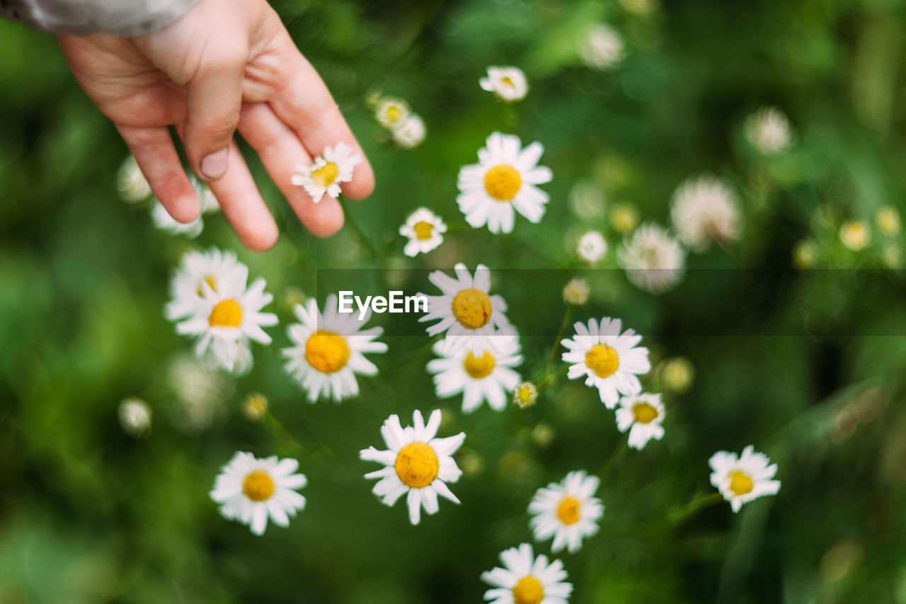 Fingers in daisies 