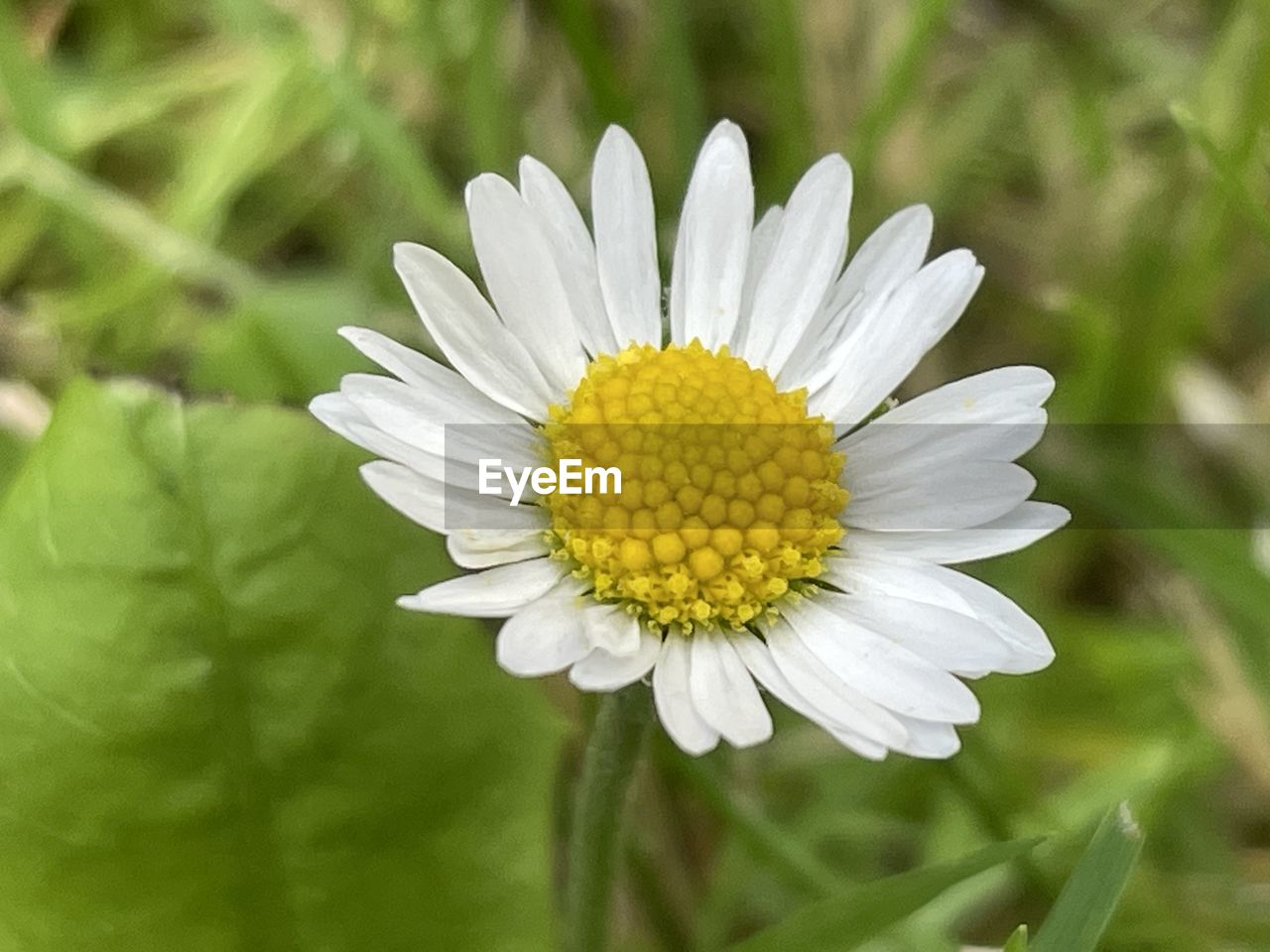 flower, flowering plant, plant, beauty in nature, freshness, flower head, growth, petal, fragility, close-up, daisy, nature, inflorescence, pollen, yellow, white, botany, springtime, no people, focus on foreground, summer, blossom, outdoors, green, environment, macro photography, wildflower, meadow, macro, field, day, landscape, tranquility, selective focus, grass