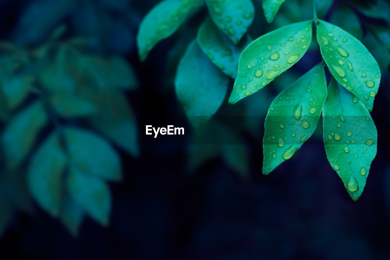 Close-up of raindrops on leaves