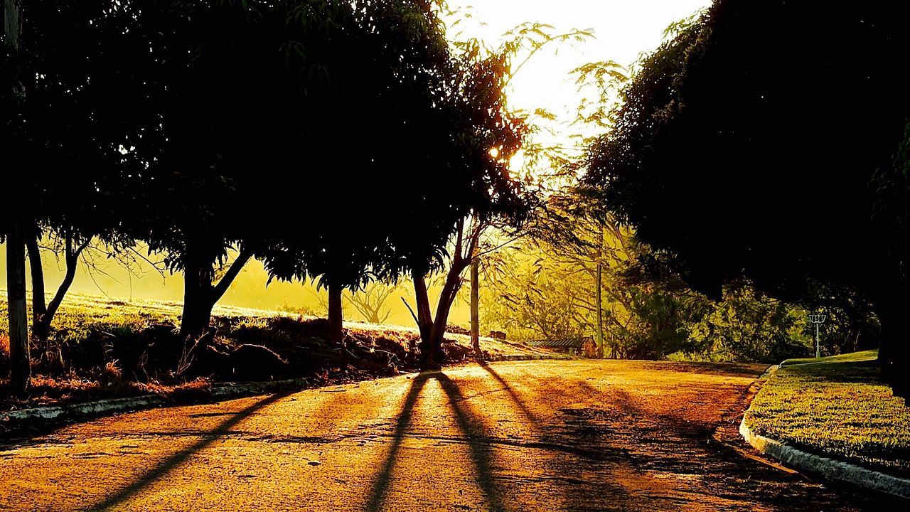 ROAD PASSING THROUGH TREES