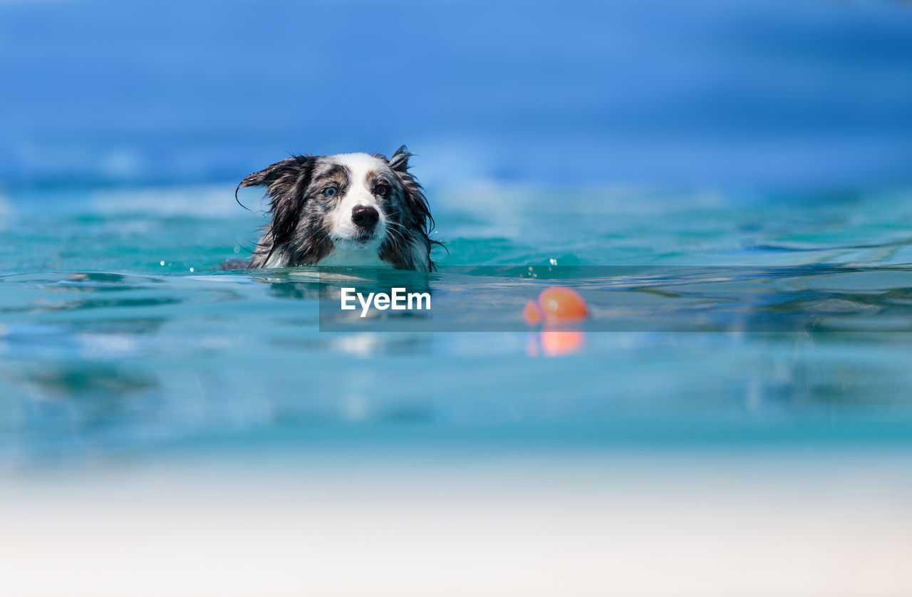 Dog playing with ball in sea