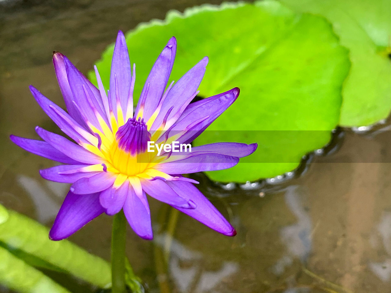 CLOSE-UP OF LOTUS WATER LILY IN LAKE