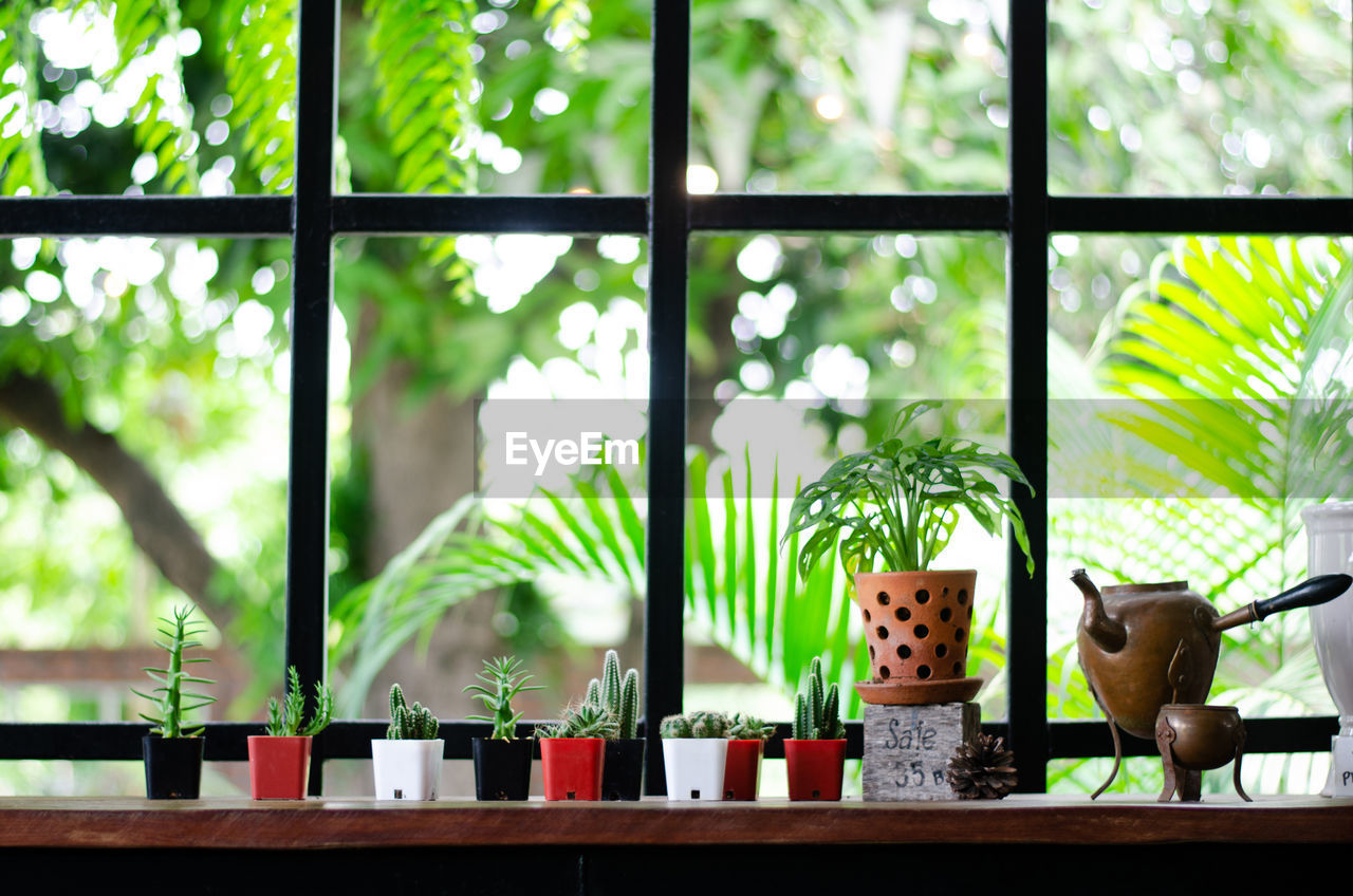 CLOSE-UP OF POTTED PLANTS ON WINDOW SILL OF HOUSE